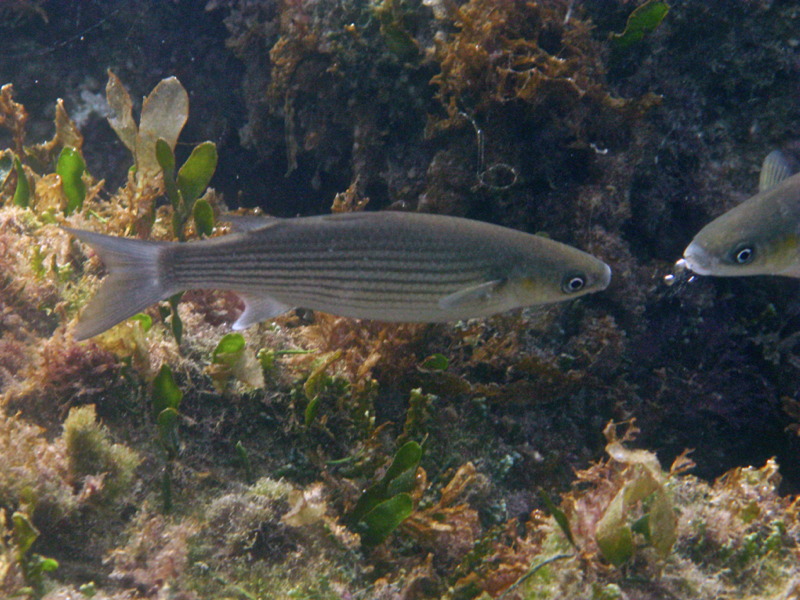 Quiz on Mugilidae around Cyprus